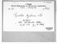 Epichloe typhina image